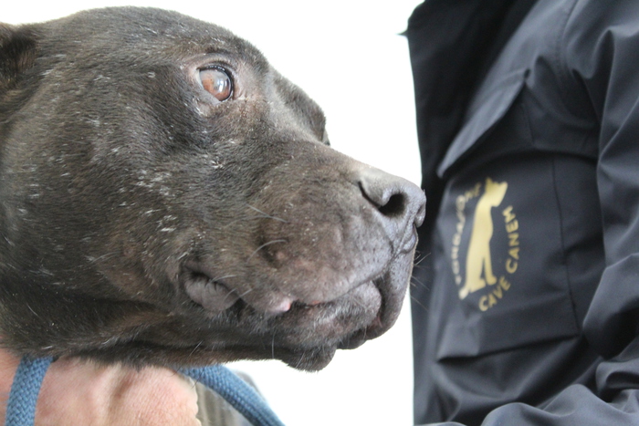 Cani da combattimento salvati da Carabinieri nel Salernitano