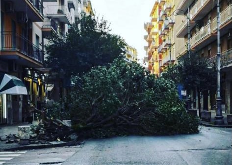 Paura a Pastena in mattinata: albero cade sulla carreggiata