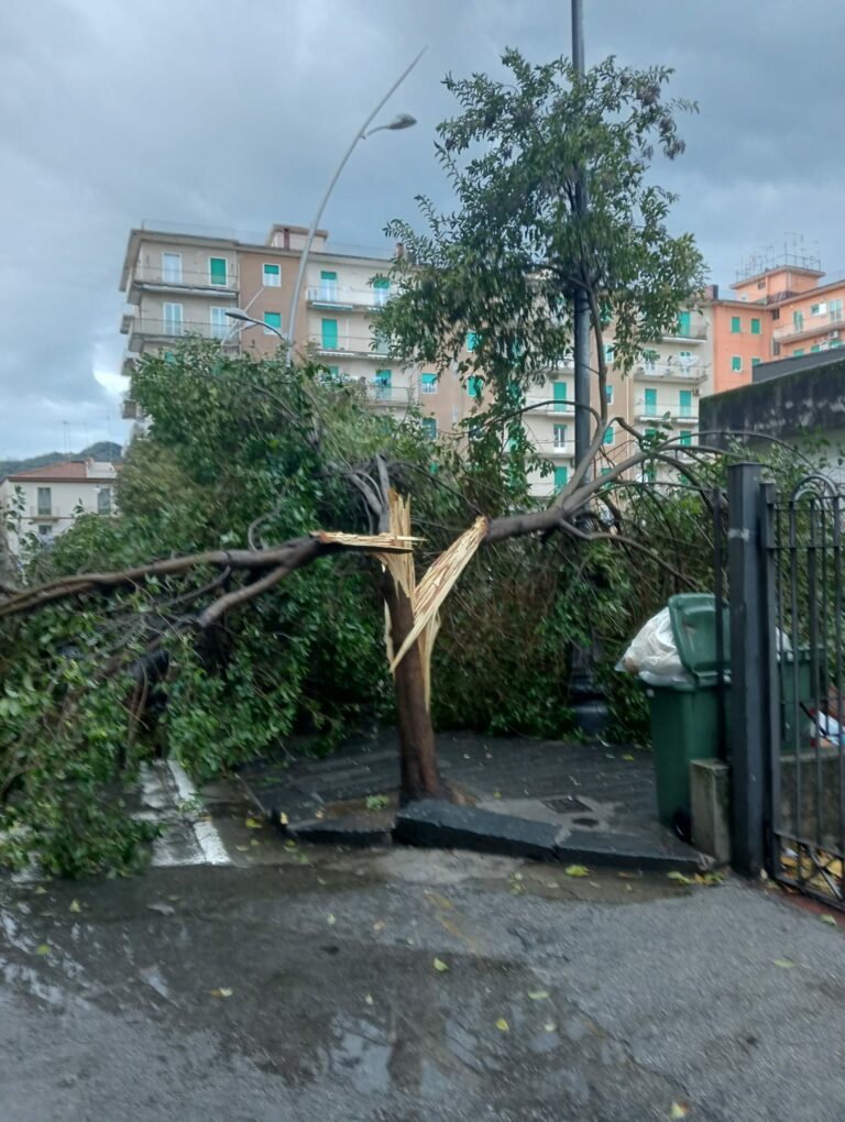 Salerno, raffiche di vento abbattono albero a Pastena