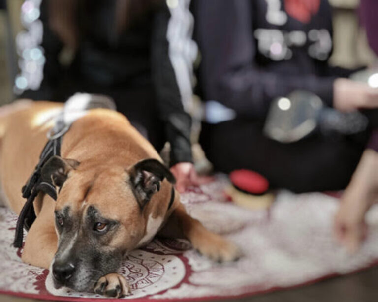 Fondazione Mattioli e pet-therapy: un successo “Amici a 4 Zampe”