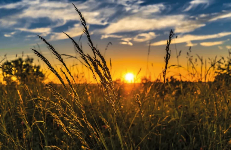 Giornata mondiale della biodiversità, Vuolo: “Momento per riflettere sul patrimonio inestimabile del nostro SUD”